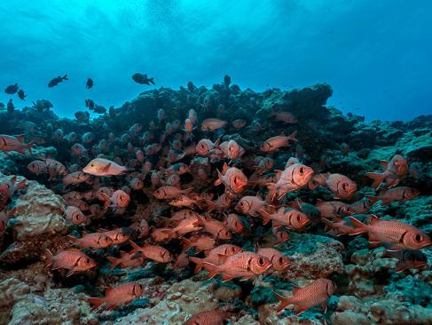 A Découvrir en Polynésie Française - Fakarava