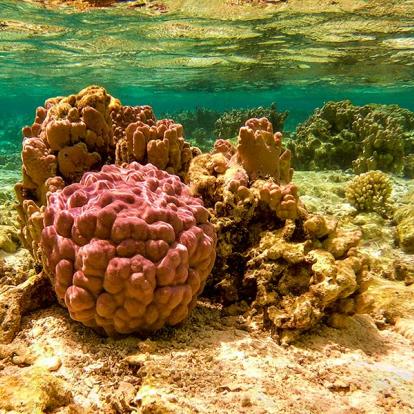 A Découvrir en Polynésie Française - Maupti