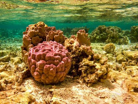 A Découvrir en Polynésie Française - Maupti