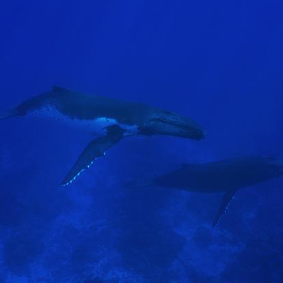 A Découvrir en Polynésie Française - Rurutu