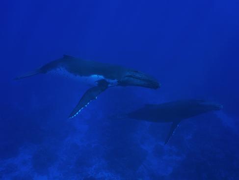 A Découvrir en Polynésie Française - Rurutu