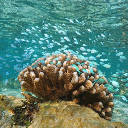 Tahaa A Découvrir en Polynésie Française - Tahaa