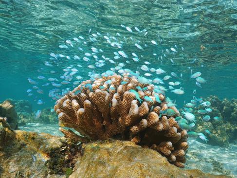Tahaa A Découvrir en Polynésie Française - Tahaa