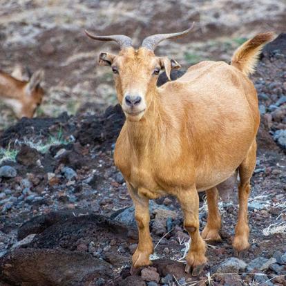 A Découvrir en Polynésie Française - Ua Huka