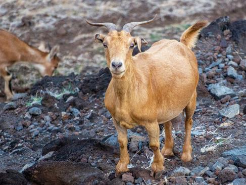 A Découvrir en Polynésie Française - Ua Huka