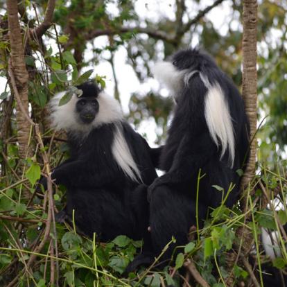 Parc National De Nyungwe A Découvrir au Rwanda - La Forêt de Nyungwe