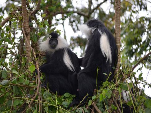 Parc National De Nyungwe A Découvrir au Rwanda - La Forêt de Nyungwe