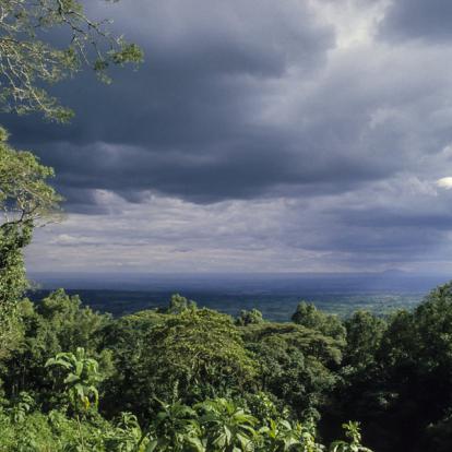 Parc National De Nyungwe A Découvrir au Rwanda - La Forêt de Nyungwe