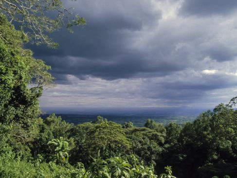 Parc National De Nyungwe A Découvrir au Rwanda - La Forêt de Nyungwe