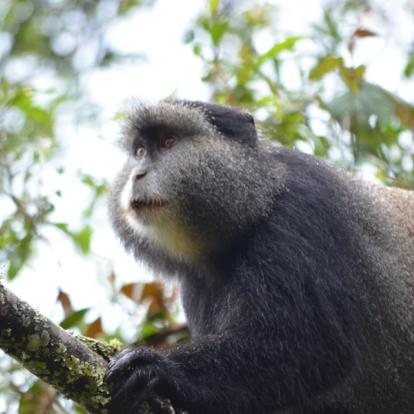Parc National De Nyungwe A Découvrir au Rwanda - La Forêt de Nyungwe