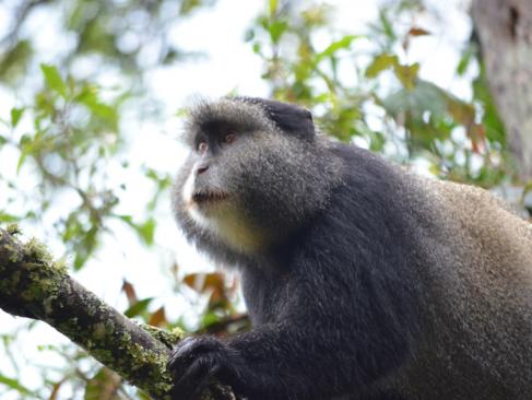 Parc National De Nyungwe A Découvrir au Rwanda - La Forêt de Nyungwe