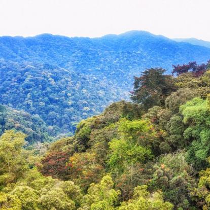 Parc National De Nyungwe A Découvrir au Rwanda - La Forêt de Nyungwe