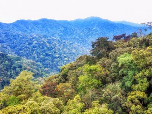 Parc National De Nyungwe A Découvrir au Rwanda - La Forêt de Nyungwe