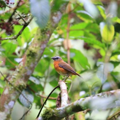 Parc National De Nyungwe - Archer's Ground Robin A Découvrir au Rwanda - La Forêt de Nyungwe