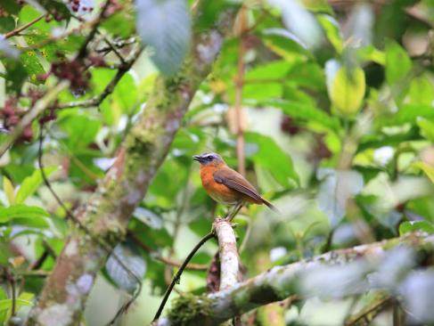 Parc National De Nyungwe - Archer's Ground Robin A Découvrir au Rwanda - La Forêt de Nyungwe