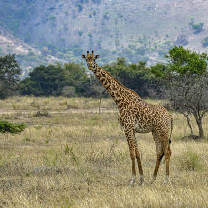 A Découvrir au Rwanda - Parc National de l'Akagera