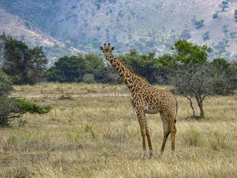 A Découvrir au Rwanda - Parc National de l'Akagera