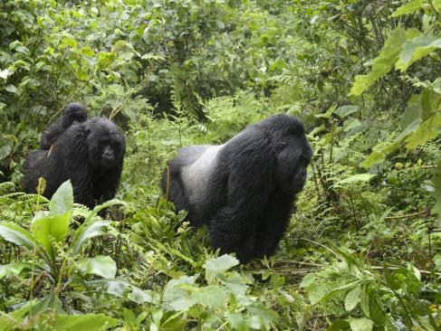 A Découvrir au Rwanda - Parc National des Volcans
