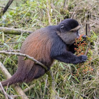 A Découvrir au Rwanda - Parc National des Volcans