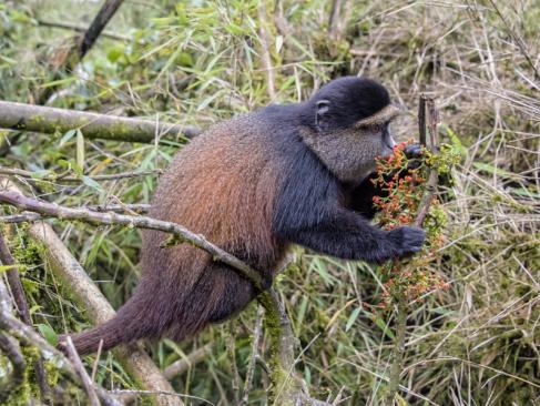 A Découvrir au Rwanda - Parc National des Volcans