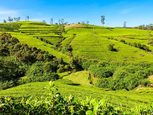 A Découvrir au Sri Lanka - Ella et Nuwara Eliya