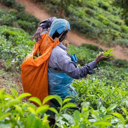 Ella. cueilleuse de thé A Découvrir au Sri Lanka - Ella et Nuwara Eliya