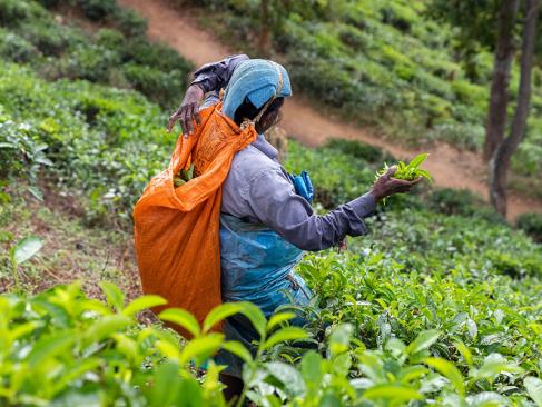 A Découvrir au Sri Lanka - Ella et Nuwara Eliya