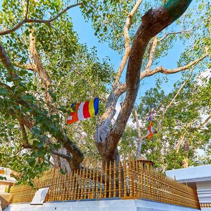 A Découvrir au Sri Lanka - Le Triangle Culturel