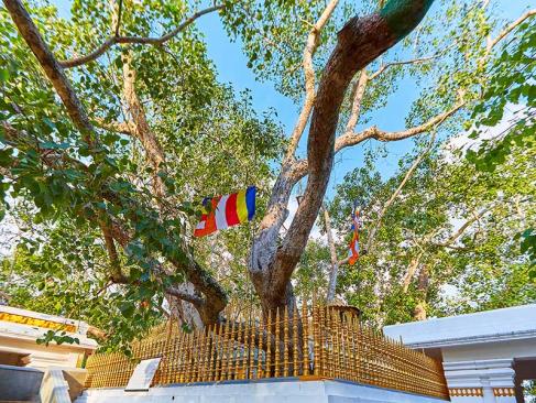 A Découvrir au Sri Lanka - Le Triangle Culturel