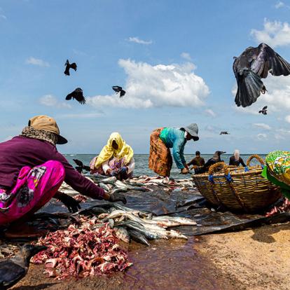 A Découvrir au Sri Lanka - Les Plages de l'Ouest