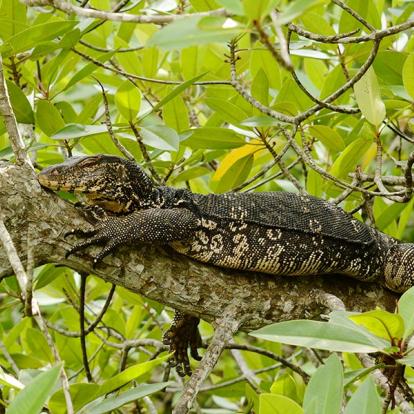 A Découvrir au Sri Lanka - L'Estuaire de Madu Ganga