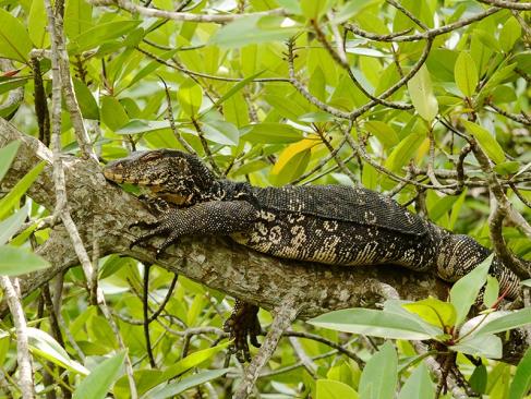 A Découvrir au Sri Lanka - L'Estuaire de Madu Ganga