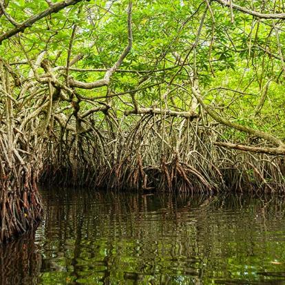 A Découvrir au Sri Lanka - L'Estuaire de Madu Ganga