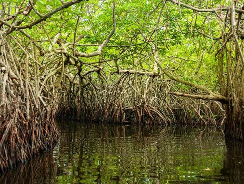 A Découvrir au Sri Lanka - L'Estuaire de Madu Ganga
