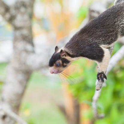 A Découvrir au Sri Lanka - L'Estuaire de Madu Ganga