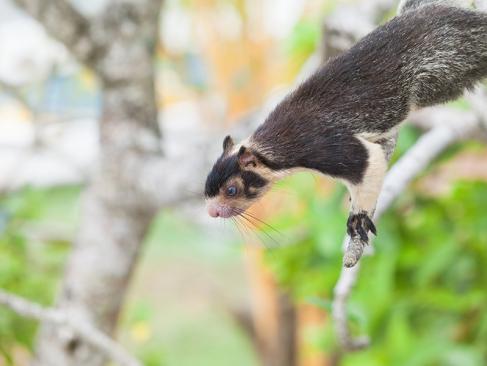 A Découvrir au Sri Lanka - L'Estuaire de Madu Ganga