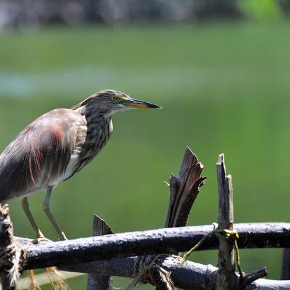 A Découvrir au Sri Lanka - L'Estuaire de Madu Ganga