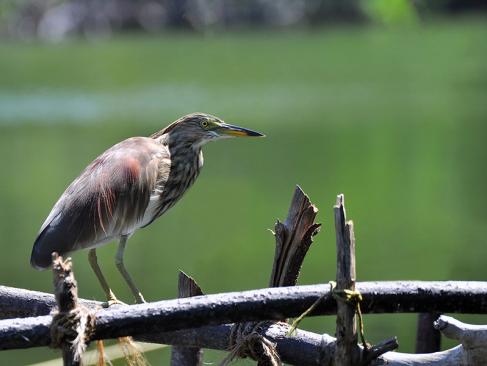 A Découvrir au Sri Lanka - L'Estuaire de Madu Ganga