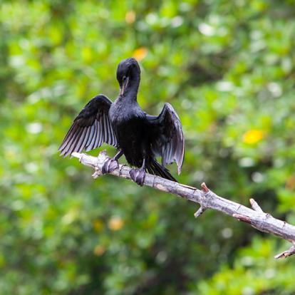 A Découvrir au Sri Lanka - L'Estuaire de Madu Ganga