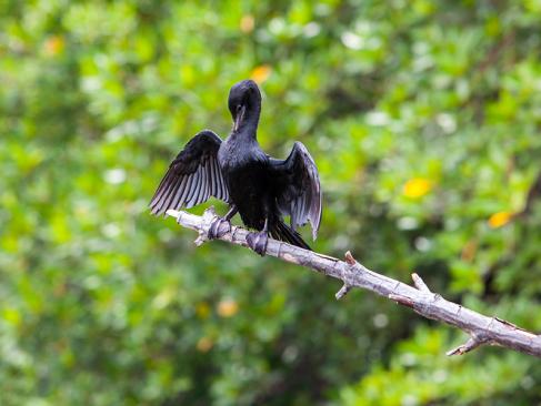 A Découvrir au Sri Lanka - L'Estuaire de Madu Ganga