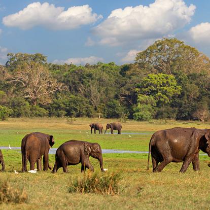 Parc National De Minneriya A Découvrir au Sri Lanka - Les Parcs et Réserves