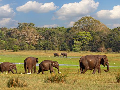 Parc National De Minneriya A Découvrir au Sri Lanka - Les Parcs et Réserves