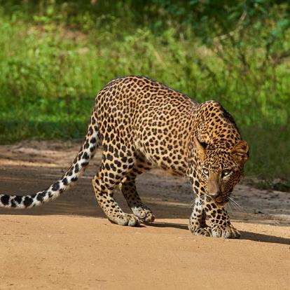 Parc National De Yala A Découvrir au Sri Lanka - Les Parcs et Réserves