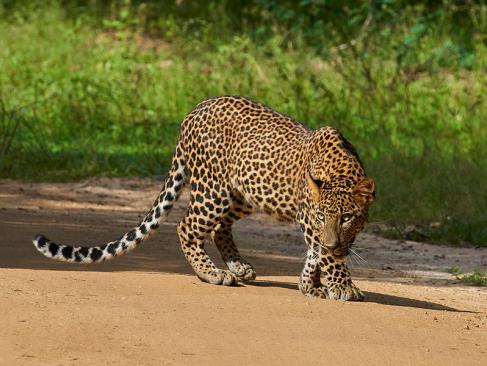 Parc National De Yala A Découvrir au Sri Lanka - Les Parcs et Réserves