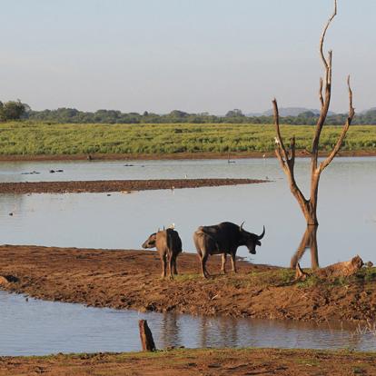A Découvrir au Sri Lanka - Les Parcs et Réserves