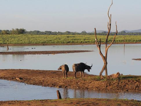 Parc D'Uda Walawe A Découvrir au Sri Lanka - Les Parcs et Réserves