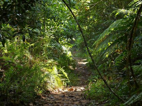 Sinharaja A Découvrir au Sri Lanka - Les Parcs et Réserves