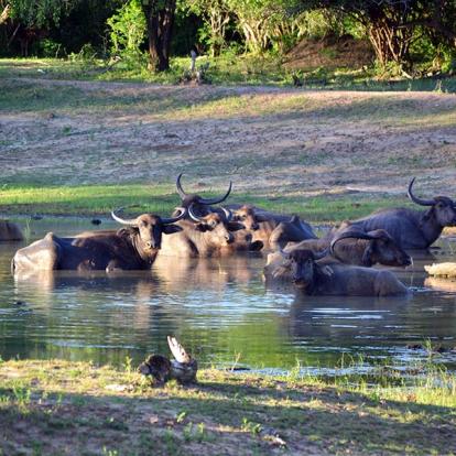 A Découvrir au Sri Lanka - Les Parcs et Réserves