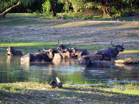 Parc National De Yala A Découvrir au Sri Lanka - Les Parcs et Réserves