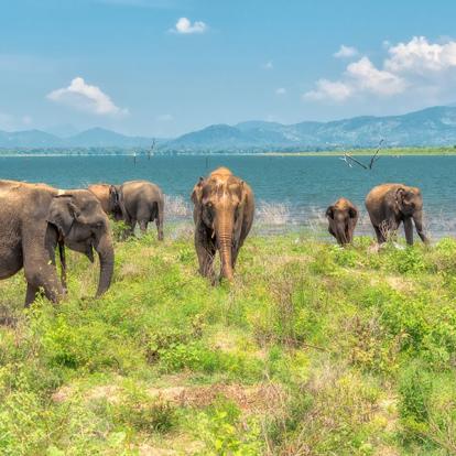 Oarc National D'Uda Walawe A Découvrir au Sri Lanka - Les Parcs et Réserves